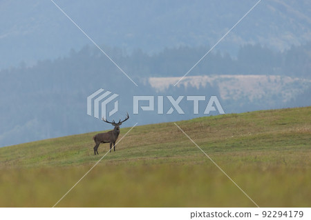 Red deer looking to the camera on hills in autumn 92294179