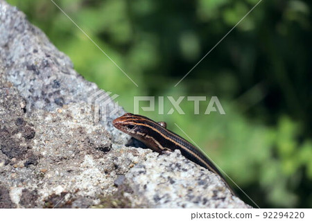 A juvenile Japanese lizard that crawls on a stone wall A juvenile Japanese lizard that crawls on a stone wall 92294220