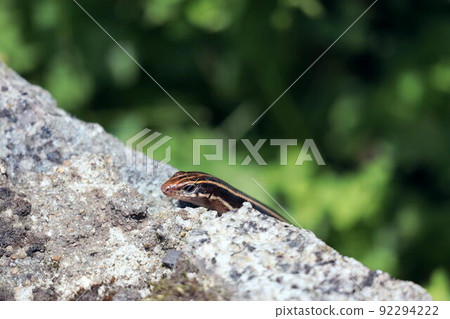 A juvenile Japanese lizard that crawls on a stone wall A juvenile Japanese lizard that crawls on a stone wall 92294222