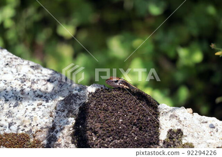 A juvenile Japanese lizard that crawls on a stone wall A juvenile Japanese lizard that crawls on a stone wall 92294226
