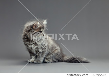 Cute fluffy kitten against gray background. Space for text Cute fluffy kitten against gray background. Space for text 92295503