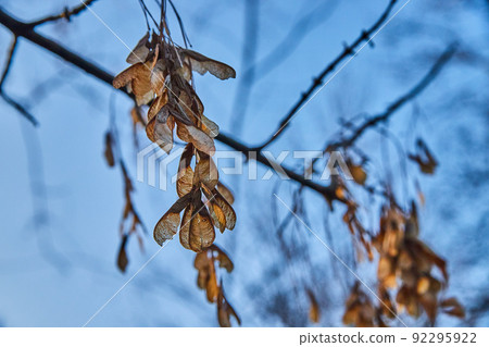 Detail of boomerang plant seeds in fall against soft blue sky Detail of boomerang plant seeds in fall against soft blue sky 92295922