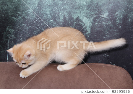 British shorthair kitten of golden color on white background and green leaves. Cute red chinchilla kitten. Pets at cozy home. Top down view web banner. Funny adorable pets cats. Postcard concept. British shorthair kitten of golden color on white background and green leaves. Cute red chinchilla kitten. Pets at cozy home. Top down view web banner. Funny adorable pets cats. Postcard concept. 92295926