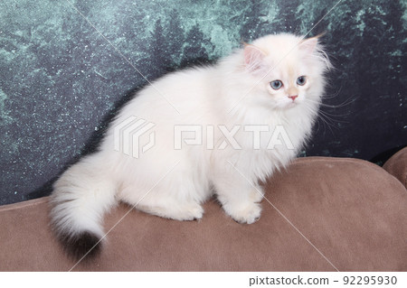 British longhair kitten of silver color on black background. Cute fluffy kitten with blue eyes. Pets at cozy home. Top down view web banner. Funny adorable pets cats. Postcard concept. British longhair kitten of silver color on black background. Cute fluffy kitten with blue eyes. Pets at cozy home. Top down view web banner. Funny adorable pets cats. Postcard concept. 92295930