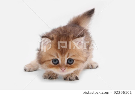 British longhair kitten on white background with green leaves. Golden chinchilla highlander. Cute fluffy kitten . Pets at cozy home. Top view web banner. Funny adorable pets cats. Postcard concept. 92296101