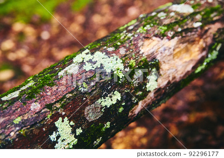 Detail of wood branch covered in moss and lichen Detail of wood branch covered in moss and lichen 92296177