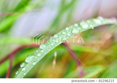 Grass coated in tiny drops of water Grass coated in tiny drops of water 92296215