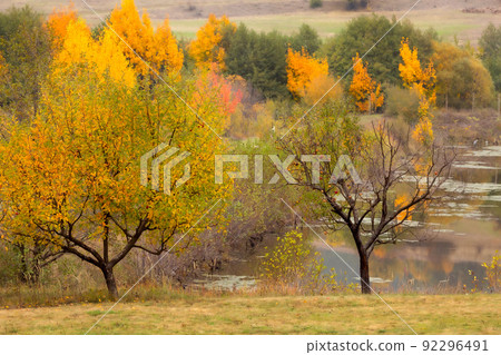 Golden magic autumn forest with colorful trees 92296491