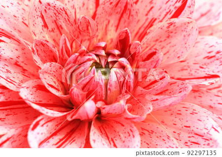 解脫萬里香 大花 大菊 天竺牡丹 萬里菊 菊花 西洋牡丹 西洋牡丹 大梨花 解脫萬里香 大花 大菊 天竺牡丹 萬里菊 菊花 西洋牡丹 西洋牡丹 大梨花 92297135