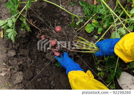 Close-up. Gardener's hands in blue gloves hold freshly dug potato while digging up a growing potato bush in organic farm Close-up. Gardener's hands in blue gloves hold freshly dug potato while digging up a growing potato bush in organic farm 92298260