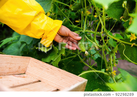 Gardener's hand picking up cucumber cultivated in an organic eco farm. Agriculture, gardening, farming, agribusiness. 92298289