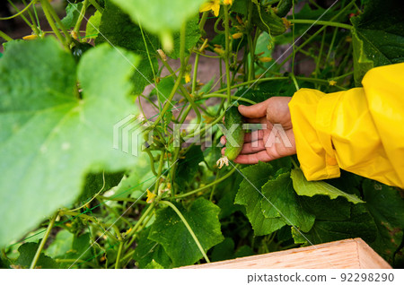 Harvesting cucumbers. Close-up of hand of a gardener in a yellow raincoat picking a ripe cucumber in her summer cottage 92298290