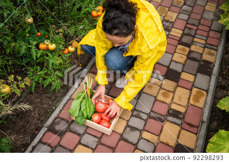Top view. Female farmer in yellow raincoat, stacking a freshly harvested crop of ripe and juicy tomatoes in a wooden box Top view. Female farmer in yellow raincoat, stacking a freshly harvested crop of ripe and juicy tomatoes in a wooden box 92298293