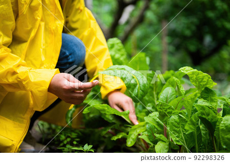 Homegrown Produce. Eco farming. Close-up of a farmer harvesting swiss chard leaves from her organic vegetables garden 92298326