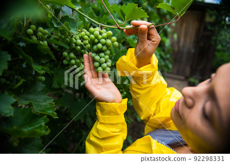 Focus on a green grape hanging on a bunch of vineyard, in the hand of a blurred woman vine grower in a yellow raincoat Focus on a green grape hanging on a bunch of vineyard, in the hand of a blurred woman vine grower in a yellow raincoat 92298331