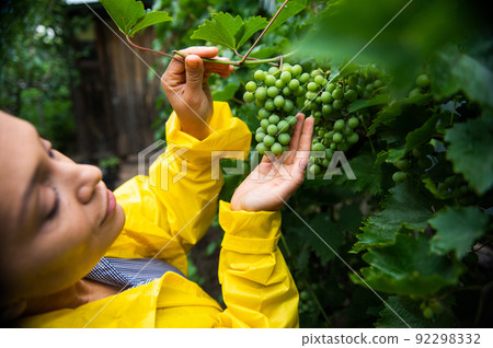 Details: Hands of Hispanic woman vine grower holding green grapes hanging in the vineyard and inspect them for ripeness. Details: Hands of Hispanic woman vine grower holding green grapes hanging in the vineyard and inspect them for ripeness. 92298332