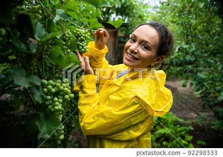 Charming woman, vineyard owner holding bunch of grapes and checking if for ripeness. Growing grapes for wine production 92298333