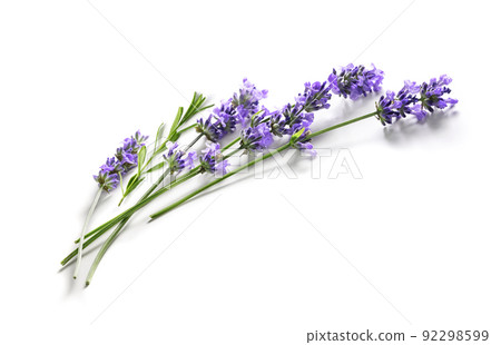 Fresh Lavender flowers bundle on a white 92298599