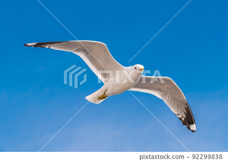 Russia. Leningrad region. May 29, 2022. Lake seagull, filmed in flight. 92299838