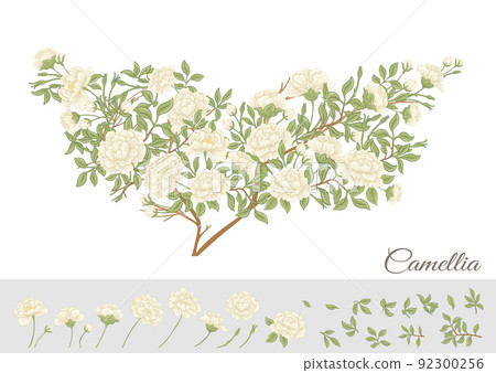 Camellia blossom tree Clip art, set of elements for design  92300256