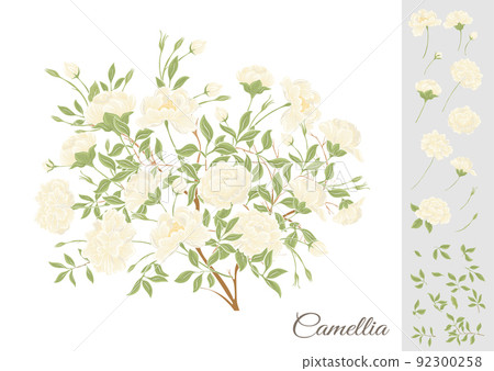 Camellia blossom tree Clip art, set of elements for design  92300258