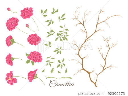 Camellia blossom tree Clip art, set of elements for design  92300273