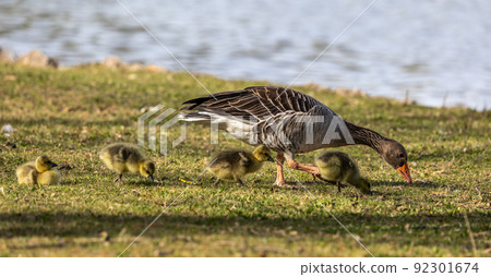 Family of greylag geese, Anser anser with small babies. Family of greylag geese, Anser anser with small babies. 92301674