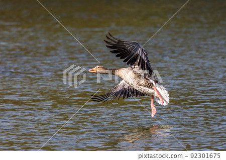 The flying greylag goose, Anser anser is a species of large goose 92301675