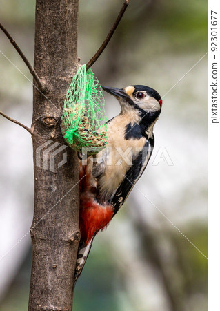 The Great Spotted Woodpecker, Dendrocopos major is sitting on the branch of tree 92301677