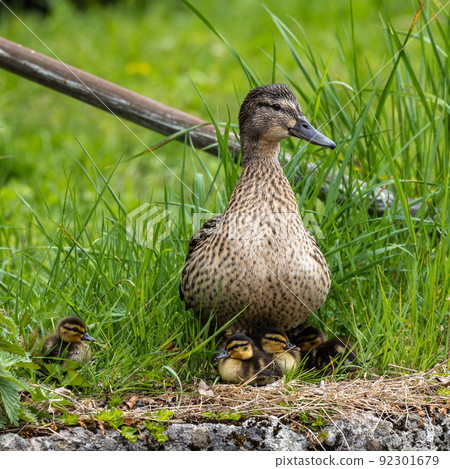 Wild duck or mallard, Anas platyrhynchos family with young goslings at a lake in Munich, Germany 92301679