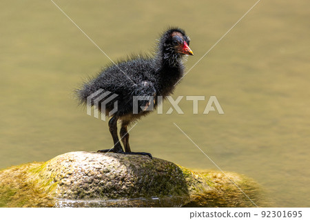 Little Common moorhen baby, Gallinula chloropus also known as the waterhen Little Common moorhen baby, Gallinula chloropus also known as the waterhen 92301695