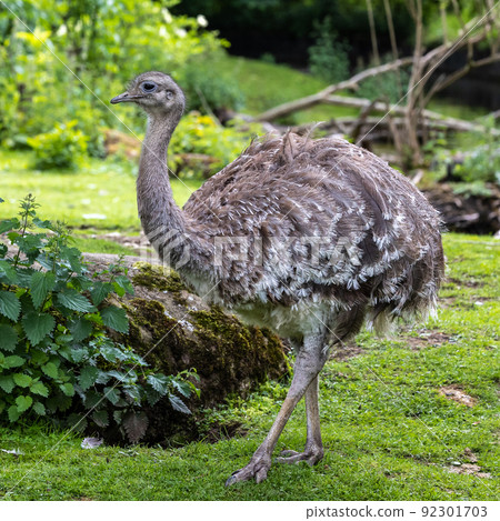 Darwin's rhea, Rhea pennata also known as the lesser rhea. 92301703