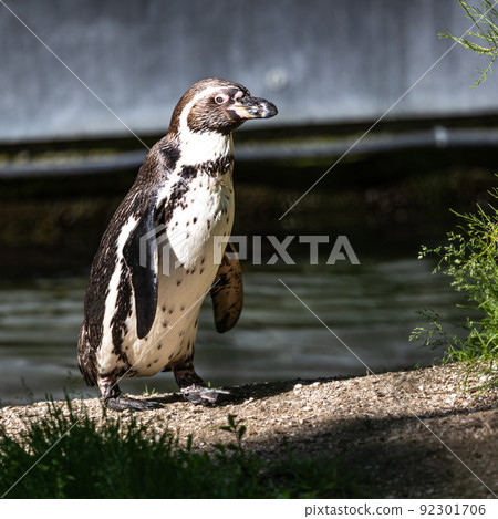 Humboldt Penguin, Spheniscus humboldti in a park 92301706
