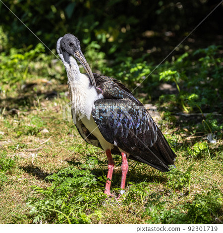 Straw-necked Ibis, Threskiornis spinicollis in the zoo Straw-necked Ibis, Threskiornis spinicollis in the zoo 92301719