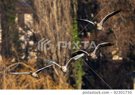 The flying greylag goose, Anser anser is a species of large goose 92301730