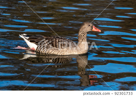 The greylag goose, Anser anser is a species of large goose 92301733