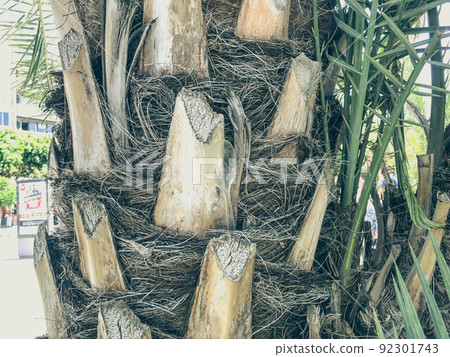 palm bark. hard, brown palm tree with twigs and hairs. natural texture. 3d background. tree with green, long leaves. exotic plant in tropical country 92301743