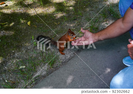 An orange squirrel stands on its hind legs, taking a nut from a man's outstretched hand. A wild animal treats itself to a hazelnut, holds it in its teeth, looks into the palm of the feeding human hand 92302662