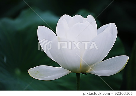 White lotus White lotus 92303165