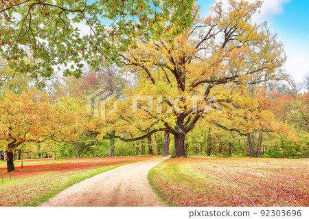 Breathtaking autumn landscape with old oak trees in Muskau Park. Breathtaking autumn landscape with old oak trees in Muskau Park. 92303696