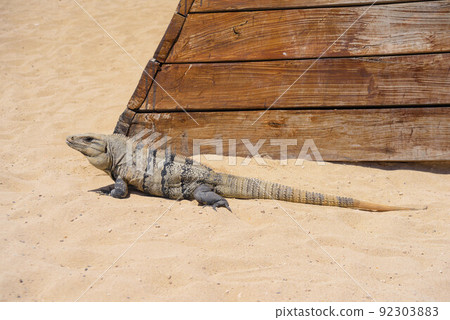 Iguana lizard on a sandy beach near Cancun, Mexico Iguana lizard on a sandy beach near Cancun, Mexico 92303883