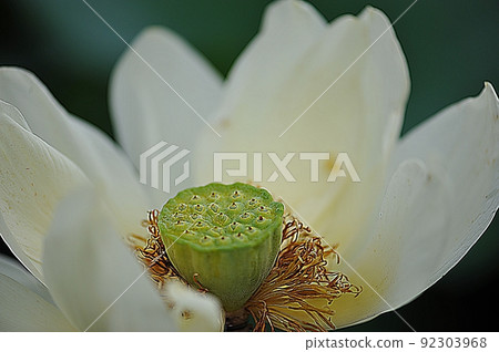 White lotus White lotus 92303968