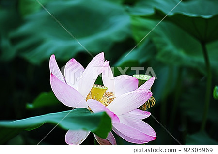 Pink lotus Pink lotus 92303969