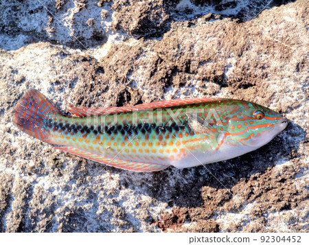 I caught a male parajulis and took it immediately on the bedrock I caught a male parajulis and took it immediately on the bedrock 92304452