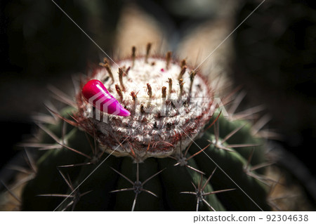 pink fruit of melo cactus on white cephalium pink fruit of melo cactus on white cephalium 92304638