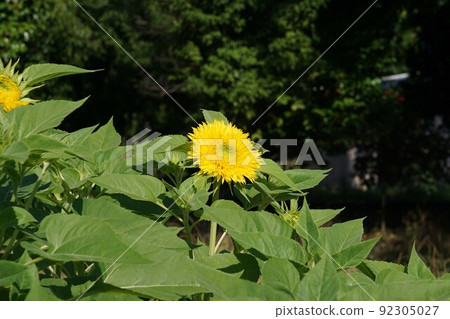 夏天花向日葵 夏天花向日葵 92305027