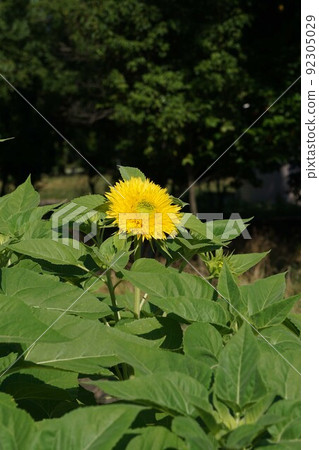 夏天花向日葵 夏天花向日葵 92305029