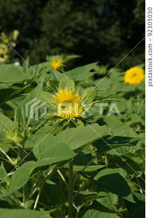 夏天花向日葵 夏天花向日葵 92305030