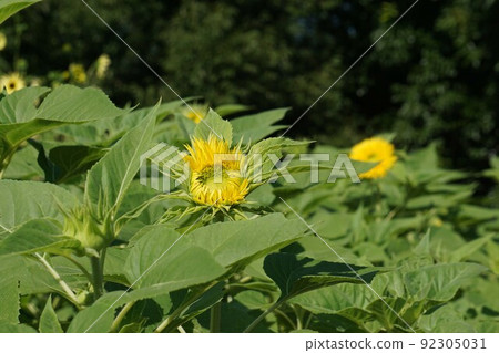 夏天花向日葵 夏天花向日葵 92305031