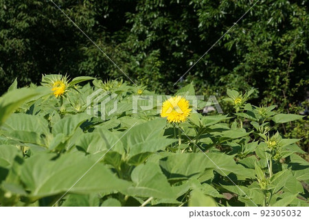 夏天花向日葵 夏天花向日葵 92305032